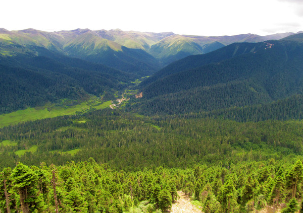Лес Лулан Лес Лулан