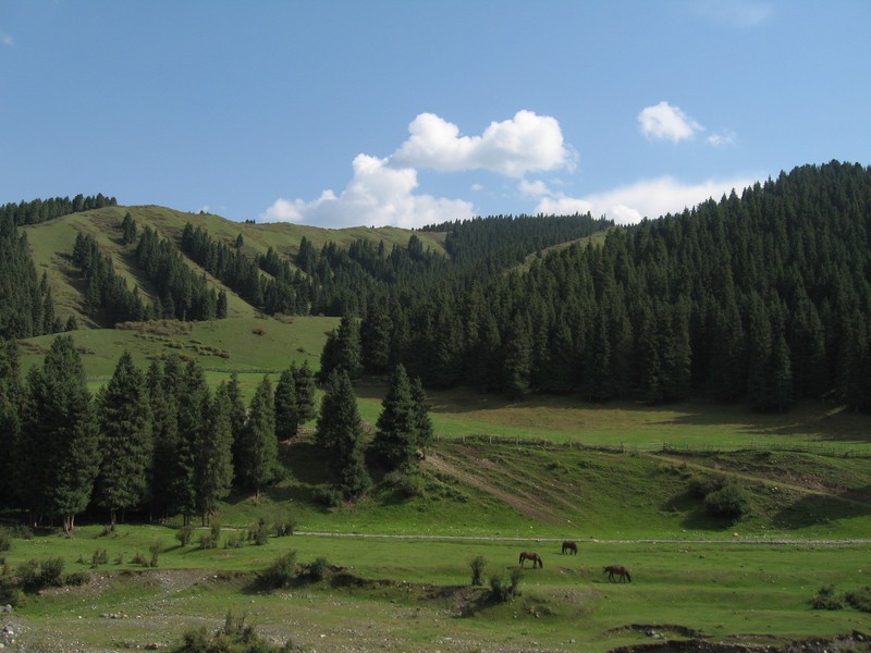 Южные пастбища Южные пастбища